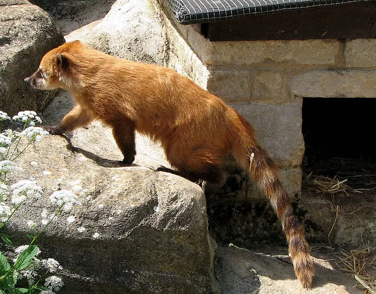 File:Coati.arp.jpg