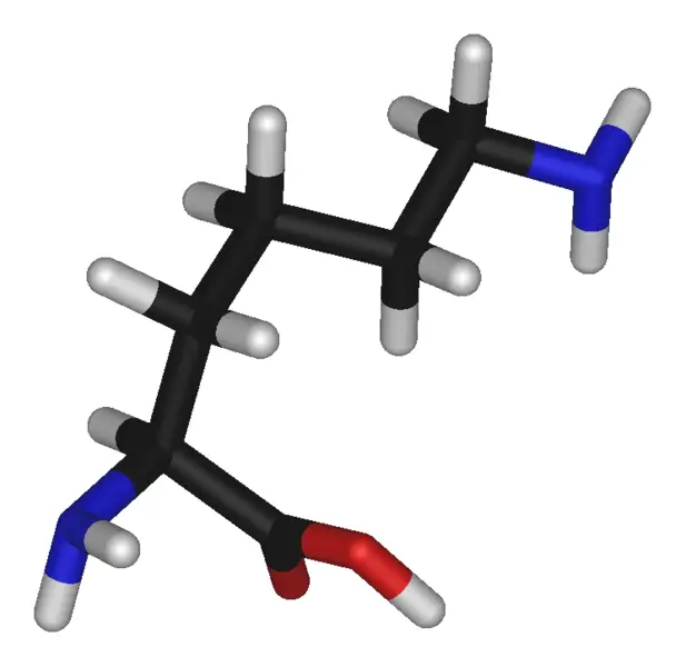 File:L-lysine-3D-sticks.png