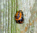 Thumbnail for version as of 22:03, 22 November 2007