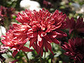 Thumbnail for version as of 03:00, 11 April 2008