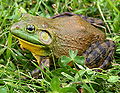Thumbnail for version as of 21:22, 21 October 2007
