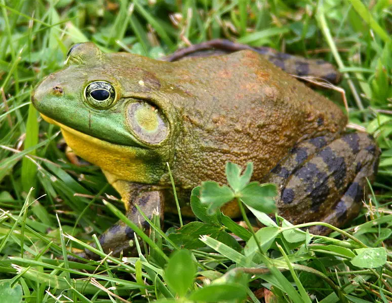 File:North-American-bullfrog1.jpg