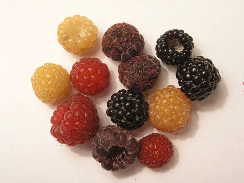 File:Wild raspberries.JPG