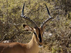 A black-faced Impala in Etosha National Park, Namibia