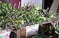 Thumbnail for version as of 23:07, 29 June 2008