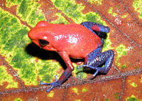 Red and Blue "Blue Jeans" Dendrobates pumilio Strawberry Poison Dart Frog