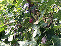 Thumbnail for version as of 22:46, 16 August 2007