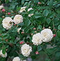 Thumbnail for version as of 23:56, 21 October 2008