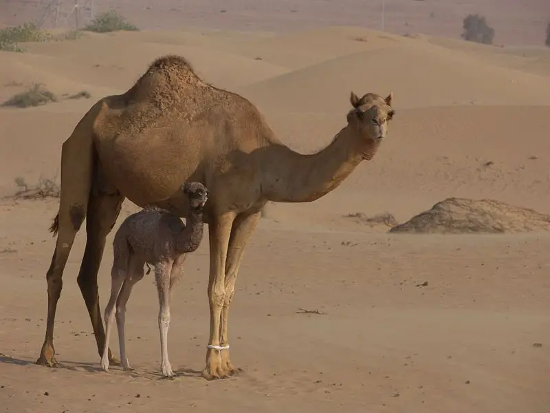 File:Ad camel.jpg