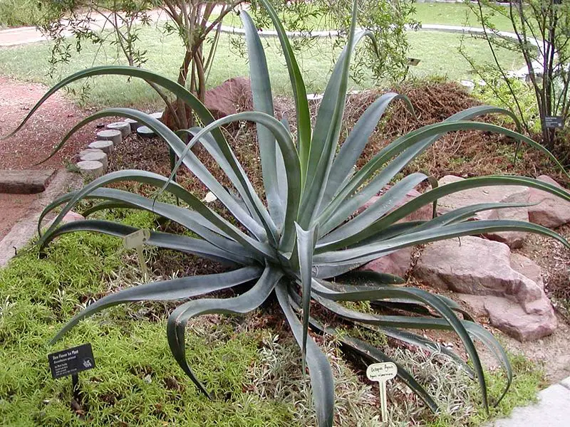 File:Agave vilmoriniana 2.jpg