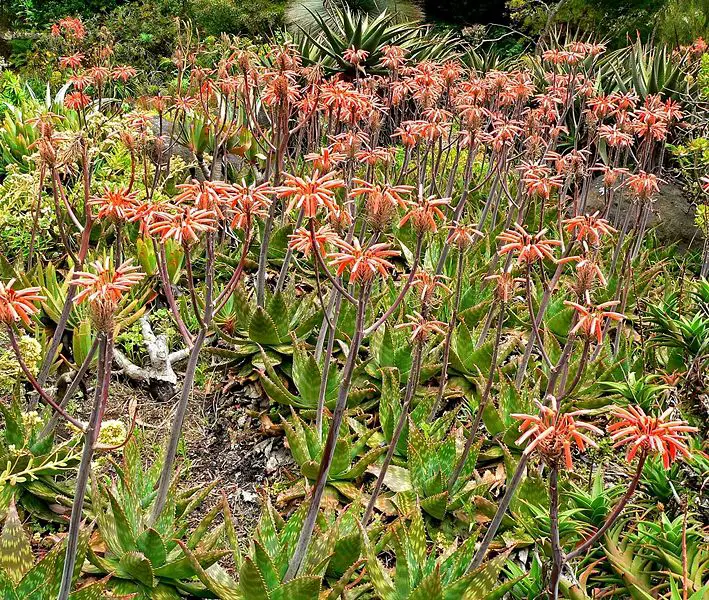 File:Aloe saponaria 1.jpg