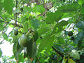 Thumbnail for version as of 23:10, 23 October 2007