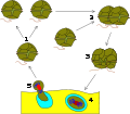 Thumbnail for version as of 02:09, 7 June 2008