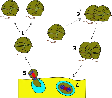 File:Dinoflagellata Life Cycle.svg