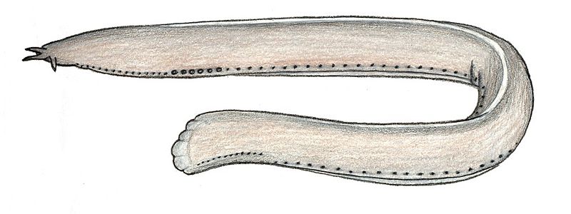 File:Eptatretus minor.JPG