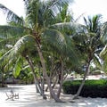 Florida Keys Coconut Palm 2008.jpg