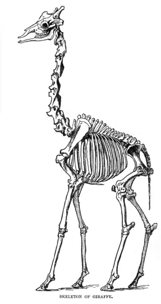 File:GiraffeSkelLyd2.png