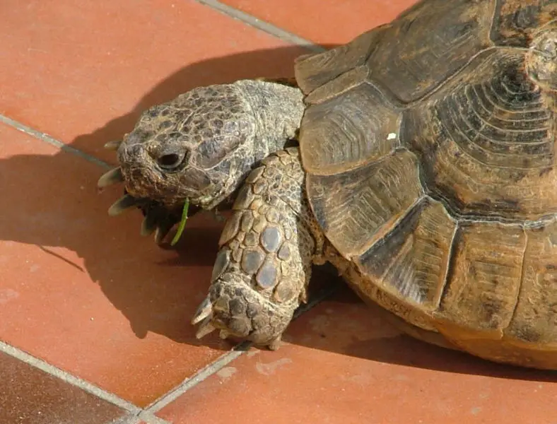 File:Graeca ibera.jpg