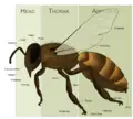 Thumbnail for version as of 12:37, 14 June 2007