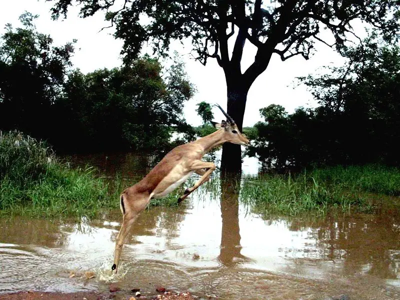 File:Impala leaping from water.jpg