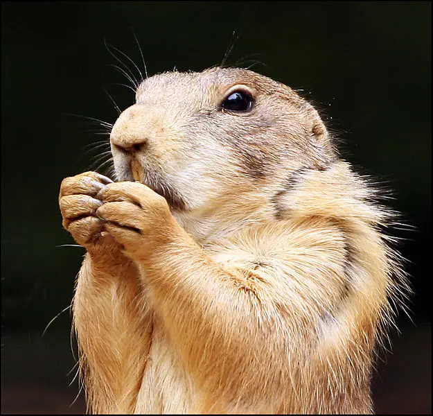 File:Prairie Dog closeup.jpg