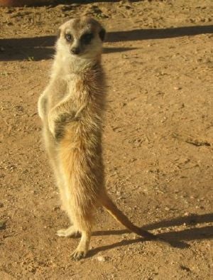 Meerkat - New World Encyclopedia