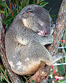 Thumbnail for version as of 04:35, 6 June 2007
