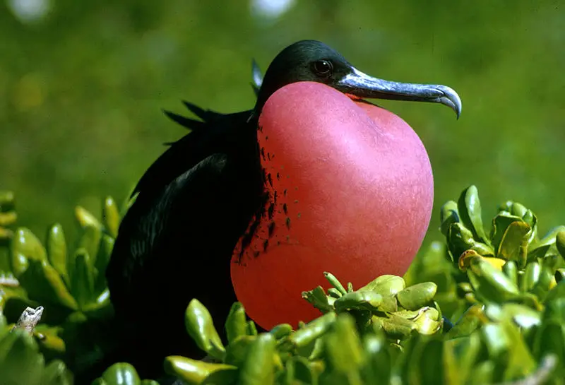 File:Fregata magnificens1.jpg