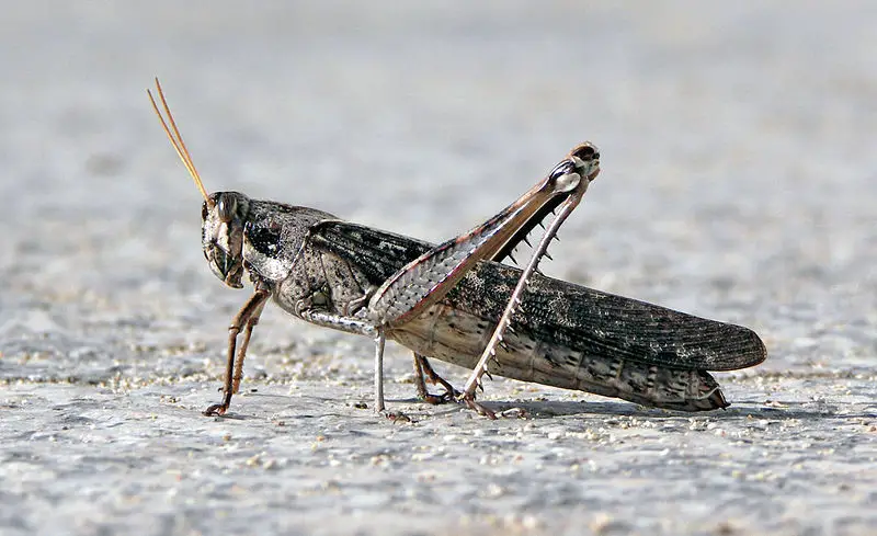 File:Grasshopperinhawaii.jpg
