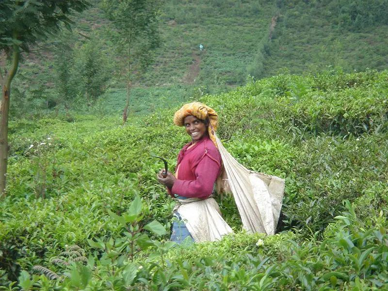 File:Tea picker in Nilgiris.jpg
