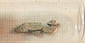 Thumbnail for version as of 17:55, 25 May 2006