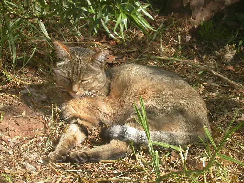 File:AfricanWildCat.jpg