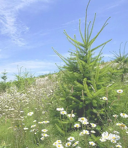File:Biodiversity on clearcut.jpg