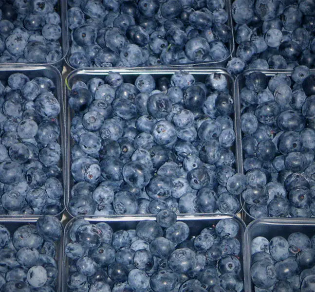 File:Blueberry2.jpg