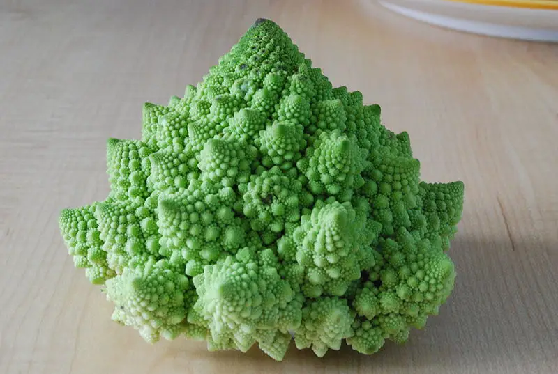 File:Cauliflower Fractal AVM.JPG