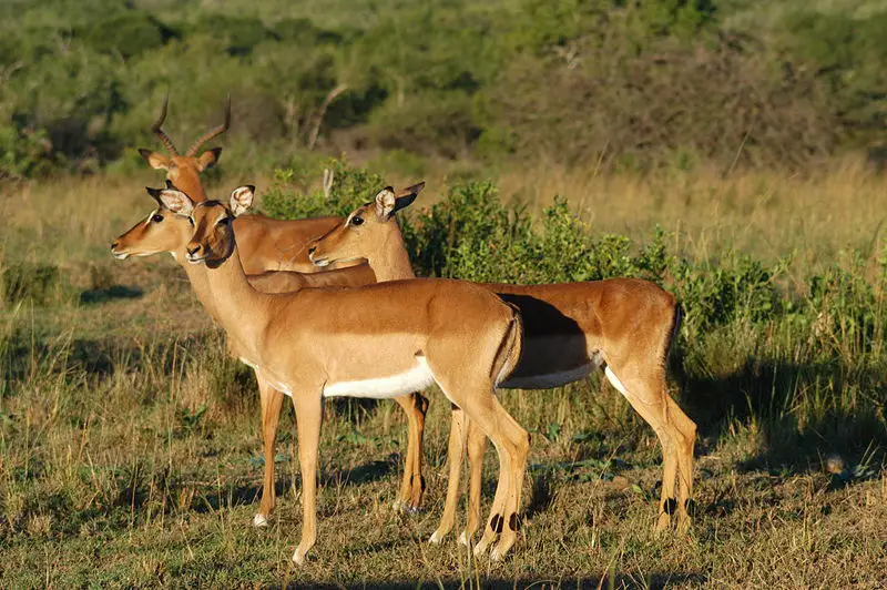 File:Impala.JPG