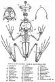 Thumbnail for version as of 18:48, 21 October 2007