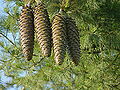 Thumbnail for version as of 21:19, 10 September 2006