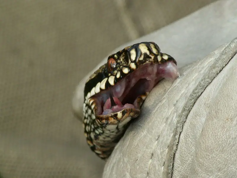 File:ViperaBerusFang.JPG