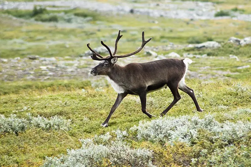 File:20070818-0001-strolling reindeer.jpg