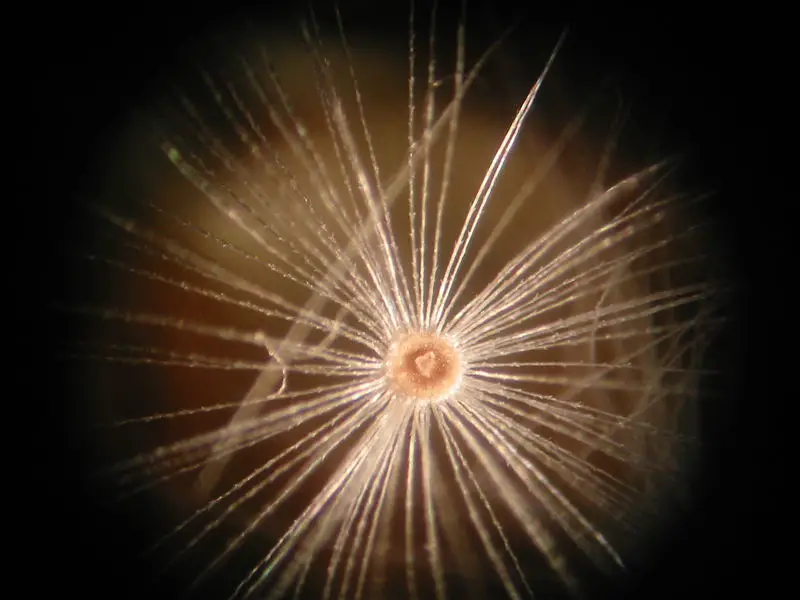 File:Dandelion Microscopic 2.jpg