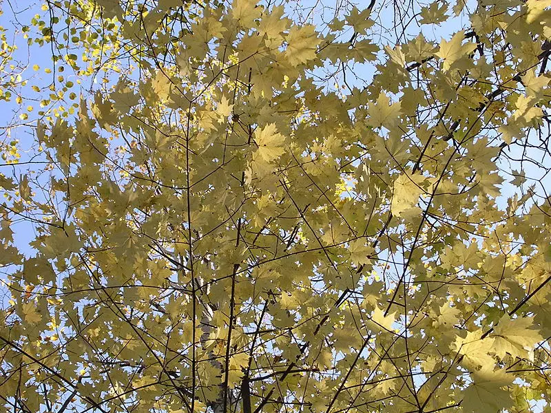 File:Maple-oliv1.jpg
