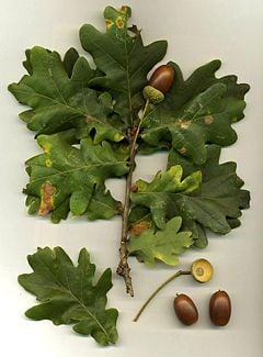 Foliage and acorns of Quercus robur