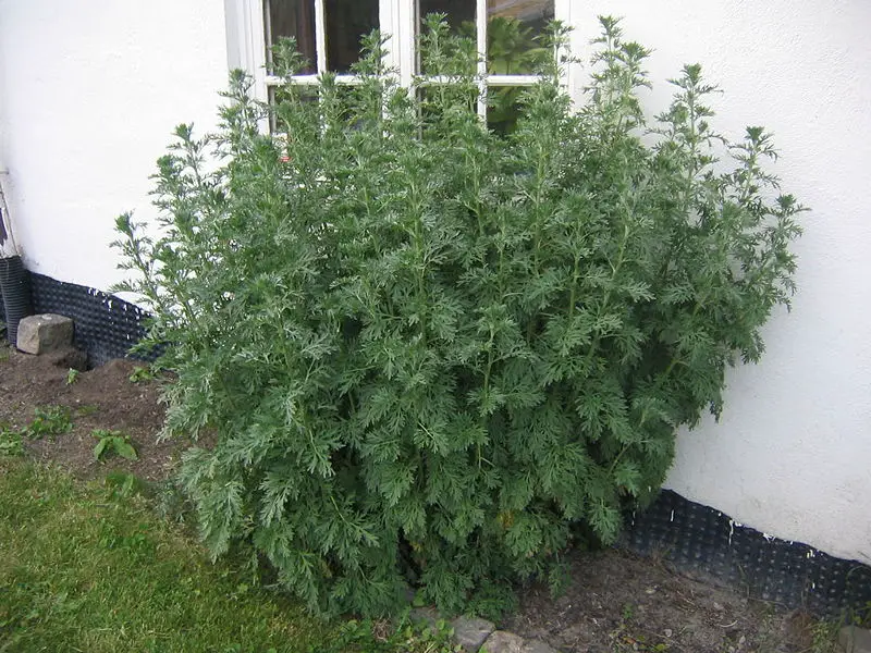 File:Wormwood bush.jpg