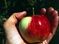 Thumbnail for version as of 00:31, 2 May 2006
