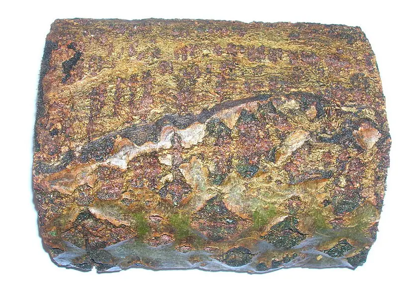 File:Alder bark and callus.JPG