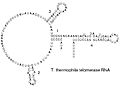 Thumbnail for version as of 01:48, 8 December 2007