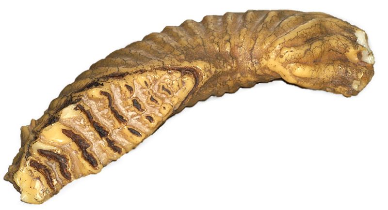 File:Elephant.tooth.replica.1.jpg