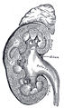 Thumbnail for version as of 13:12, 30 June 2006