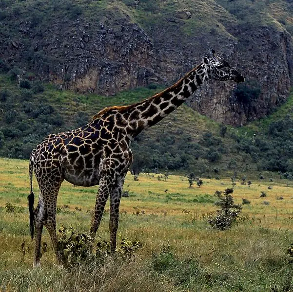 File:Maasai giraffe.jpg